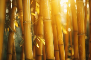 Canvas Print - Tranquil bamboo forest, sunlight filtering through tall, slender stalks.