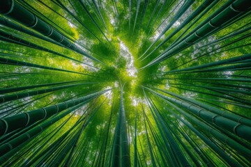 Canvas Print - Tranquil bamboo forest, sunlight filtering through tall, slender stalks.