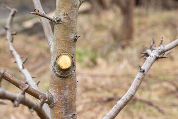 Poster - New cut on the fruit tree branch or trunk in the garden with using pruning secateurs, shears. Season spring cut tree.