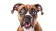 A dog looking into the camera with wide eyes, isolated on a transparent background