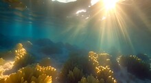 Underwater Sun Rays In The Ocean.