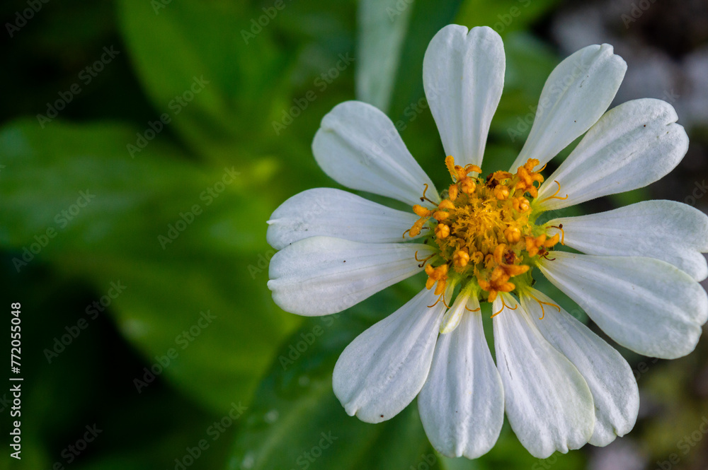 Spring Color Zinnia Zinnia elegans flowers in white, photo of flowers with spring colors ...