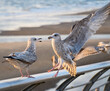 Flock of seagulls squabbling by the beach