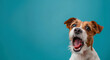 A dog with its mouth open and tongue out, looking at the camera. The dog appears to be happy and excited. Surprised shocked dog with open mouth and big eyes isolated on flat solid background