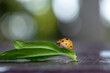 Ladybug crawling on leaves