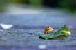 Ladybug crawling on leaves