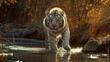  A White Tiger's Stance