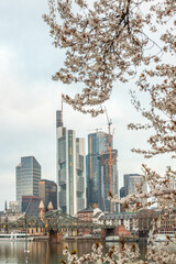 Cherry blossoms on a river bank in the middle of a big city. Spring with a view of the skyline of the financial district and the high-rise buildings of Frankfurt, Hesse