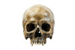 © rzrstudio - Skull isolated on transparent background