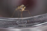 Fototapeta Sawanna - macro of a mosquito 
