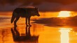 © kittikunfoto - A lone fox stands on a reflective wet surface at sunset, silhouetted against the vibrant golden hues of the setting sun.