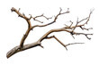 © rzrstudio - A Portrait of a Weathered Tree Branch isolated on transparent background