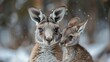 Kangaroo mother and baby.
