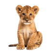 lion cub 4 old isolated on transparent background