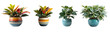 Colorful Croton Plant in Vibrant Handcrafted Pot on Transparent Background.
