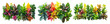 Colorful tropical foliage collection with contrasting leaf patterns and hues for vibrant settings