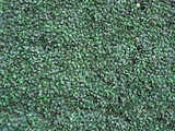 Fototapeta Big Ben - green synthetic hedge wall background