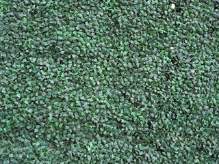 Wall Mural - green synthetic hedge wall background