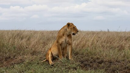 Wall Mural - lioness is sitting in the grass in the savannah. tanzania. serengeti national park.