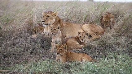 Wall Mural - lioness with cubs in the grass in the savannah. tanzania. serengeti national park.