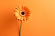 orange gerber daisy