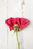 Fototapeta Kwiaty - The inside of a rose lying on a white wooden table.