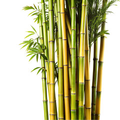  bamboo tree on transparent background