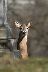 Wall Mural - Alert urban wildlife a photograph of a White-tailed Deer in a cemetery 