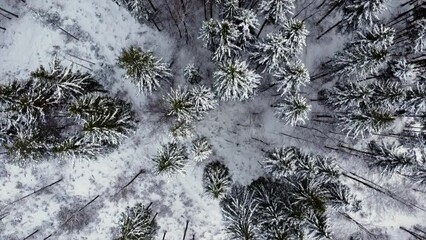 Wall Mural - An aerial view of the snow-covered forest. Top view.