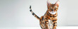 Alert Bengal Cat on Bright Background