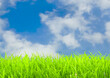 Green grass with blue sky and cloud background. Nature and environment concept.