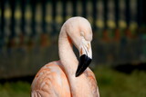 Fototapeta Sypialnia - Flamingo