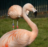 Fototapeta Sypialnia - Flamingo