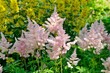 Soft pink astilbe flowers in the garden on a sunny day close up
