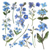Fototapeta  - Clip art illustration with various types of forget me not on a white background.	
