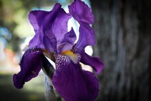 Photo Of A Purple Bearded Iris