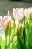 Fototapeta Tulipany - Pink tulips in a vase