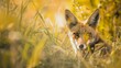 © thesmallthings - A fox with golden fur and piercing eyes, nestled in tall grass under the warm glow of sunlight