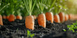 Row of organic carrots growing in the fertile with sunlight soil of a sustainable garden, with vibrant green tops indicating healthy growth.