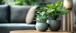 Two beautiful pots with green plants placed on a wooden table in a cozy living room setting.