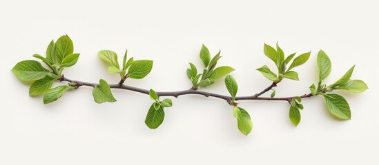 a branch with vibrant green leaves and buds against a clean white backdrop.