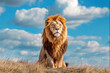Lion sitting on the grass, against a sky filled with fluffy clouds.