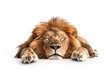 Sleeping lion on a white background - Big adult lion with rich mane