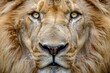 Lion face close up - full face lion
