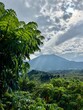 Virunga volcano Bisoke with clouds and a typical Hagenia tree (African Redwood) in the foreground 