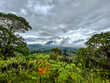 landscape in Rwanda with indigenous trees in the foreground and clouds over the volcano Bisoke