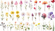 © Adisakdi - Set of watercolor wildflowers painting isolated on clear png background and transparent background. Fresh and nature concept for nature decorative and flower element, AI generative.