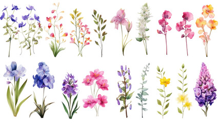 Wall Mural - set of watercolor wildflowers painting isolated on clear png background and transparent background. 