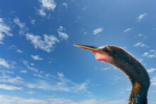 Portrait Of An Anhinga Looking Into A Beautiful Blue Sky With Scattered Clouds. Conveys Thoughts, Dreams, And A Heavenly Concept. There Is Room For Type.