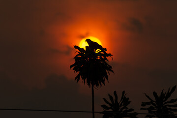 Wall Mural - Silhouette of a bird on a branch against the setting sun